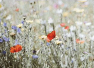 Incensi floreali